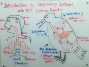 科學課程:探索動物呼吸系統的科學及生物學 & 動手做呼吸系統科學實驗(Introduction to Respiratory System with DIY Science Projects)
